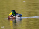 Mallard Duck - Kaczka Krzyżówka
